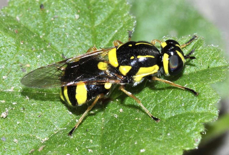 Stratiomyidae: Oxycera rara, femmina